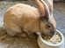 Continental giants 1.5yrs old