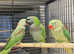 Stunning young darbyan parrot
