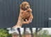 Toy poodle