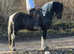 Coloured Friesian cross trad native stallion