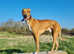 Beautiful saluki x greyhound looking for his forever home