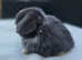 Mini lop doe Blue Mantle