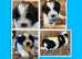*2 BOYS LEFT - READY TO LEAVE FROM 26/4* Shichon Puppies (Zuchons - Mini Teddy Bears)