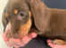 2 choc and tan miniature daschunds