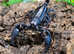 Asian Blue Forest Scorpion (Javanimetrus Cyaneus) at Birmingham Reptiles