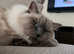 13 Month Female Blue Point Seal Ragdoll Need Re-Homing ASAP!!