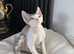 GCCF registered male kitten