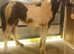 Cob x 10 month old filly