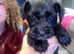 Miniature Schnauzer Puppies