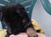 12 german shepherd puppies