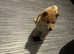Japanese Shiba Inu 3/4 chow chow 1/4