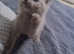 Beautiful kittens available