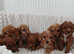Show type cockapoo puppies