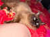 Mink sepia ragdoll male