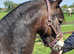 Welsh b mare 5yrs 12.2