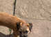 Border terrier puppies