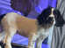 Stunning English Springer Spaniel Pup
