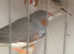 Zebra finches, a variety available