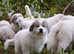 Pyrenean Mountain Dog puppies looking for home