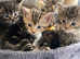 7 Tabby Kittens
