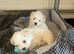 bichon