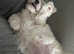 Bichon frise boy