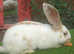 Gorgeous Yellow and White Giant Papillon doe - RARE BREED - vaccinated