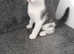 Uniquely marked blue/grey and white kitten