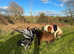 Sad sale of our much loved leadrein pony who's been sadly out grown