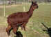 Brown Suri Alpaca Stud Male