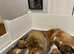 KC registered RC puppies available