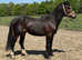 2 year old WELSH D COLT