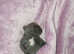 Frenchie for sale blue brindle