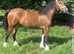 Pontlasse Gypsy Queen  Top class show filly