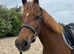 Exceptional 3yo (2022) Fully Registered New Forest