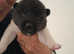 American akita puppies