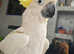 Cockatoo Mufasa For Sale! Super Tame!