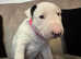 champion bloodline English bull terrier puppies