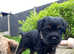 KC border terrier for sale