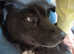 Babs a labrador cross just over a year old sweet extremely loving and gentle girl