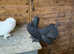 Cracking pair Indian fantails