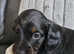 6 stunning miniature Dachshunds for sale.
