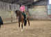 Stunning 3 year old  Filly Irish Sports Horse
