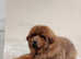 Tibetan Mastif 7 months