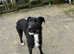 Collie whippet bedlington greyhound