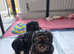 Toy shihpoo
