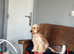 1 beautiful champagne Cockapoo girl