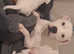 Adorable White Staffordshire x Cane Corso Puppy for Sale