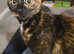 Tortoiseshell female