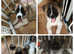Beautiful Akita puppies